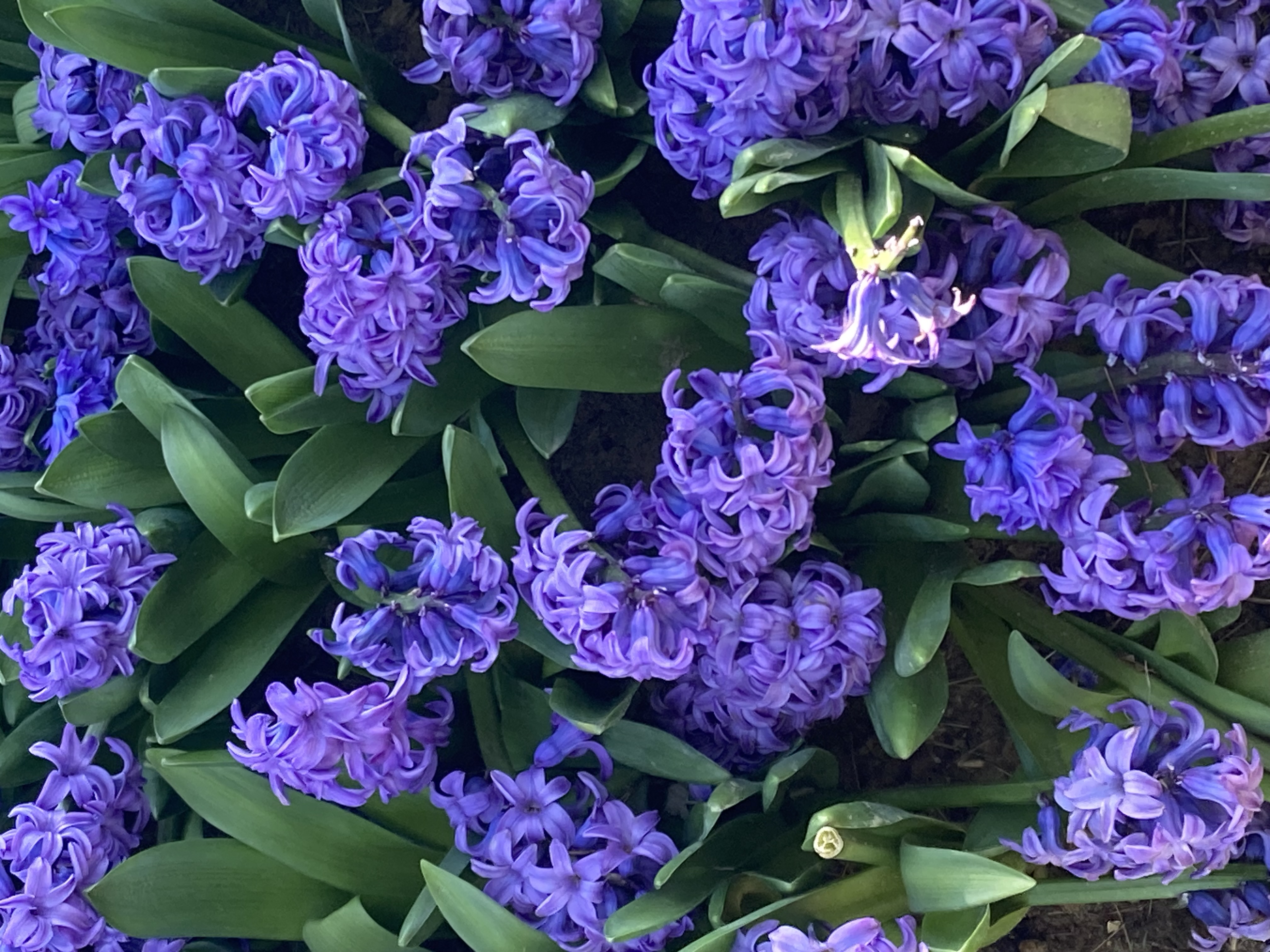 Sariyer/Emirgan Mh. Purple Flowers.