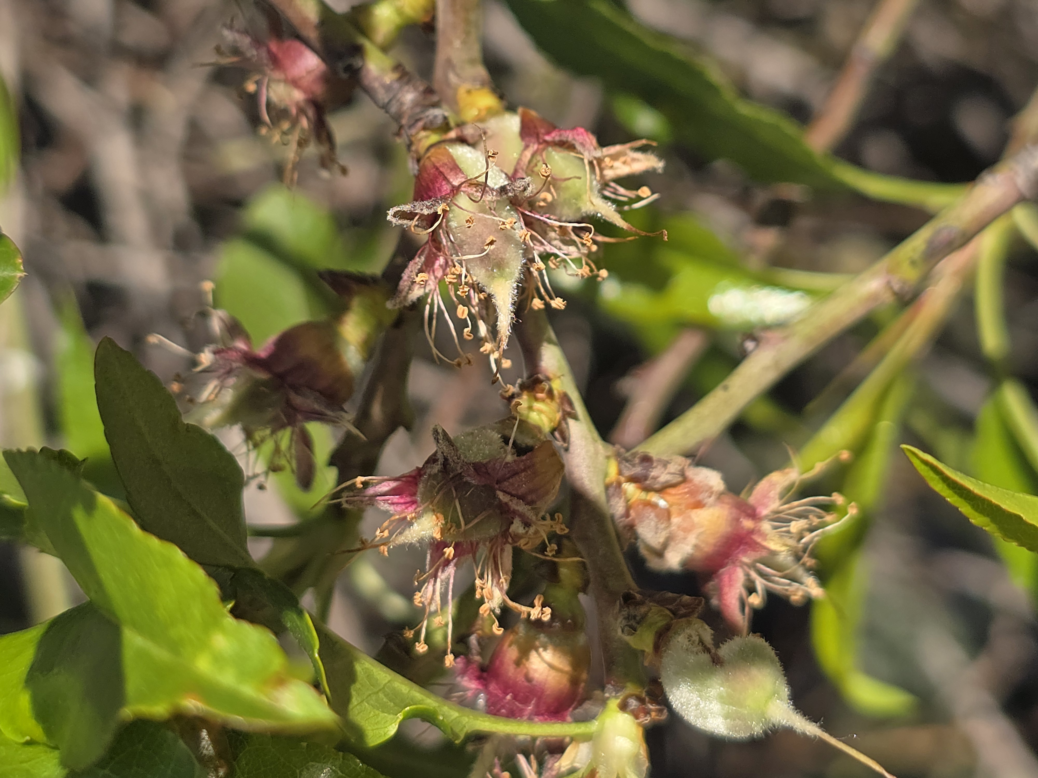 Almond tree