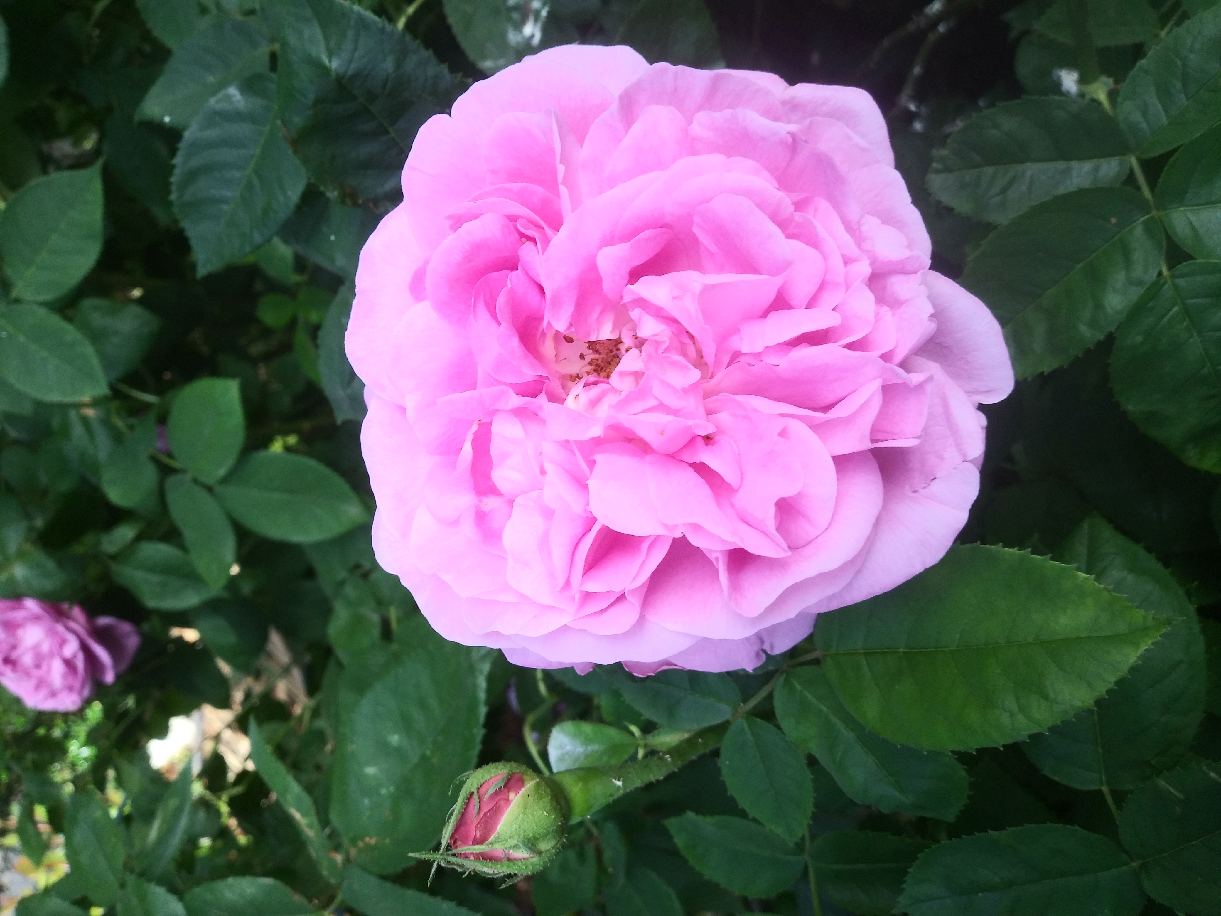 Pink rose