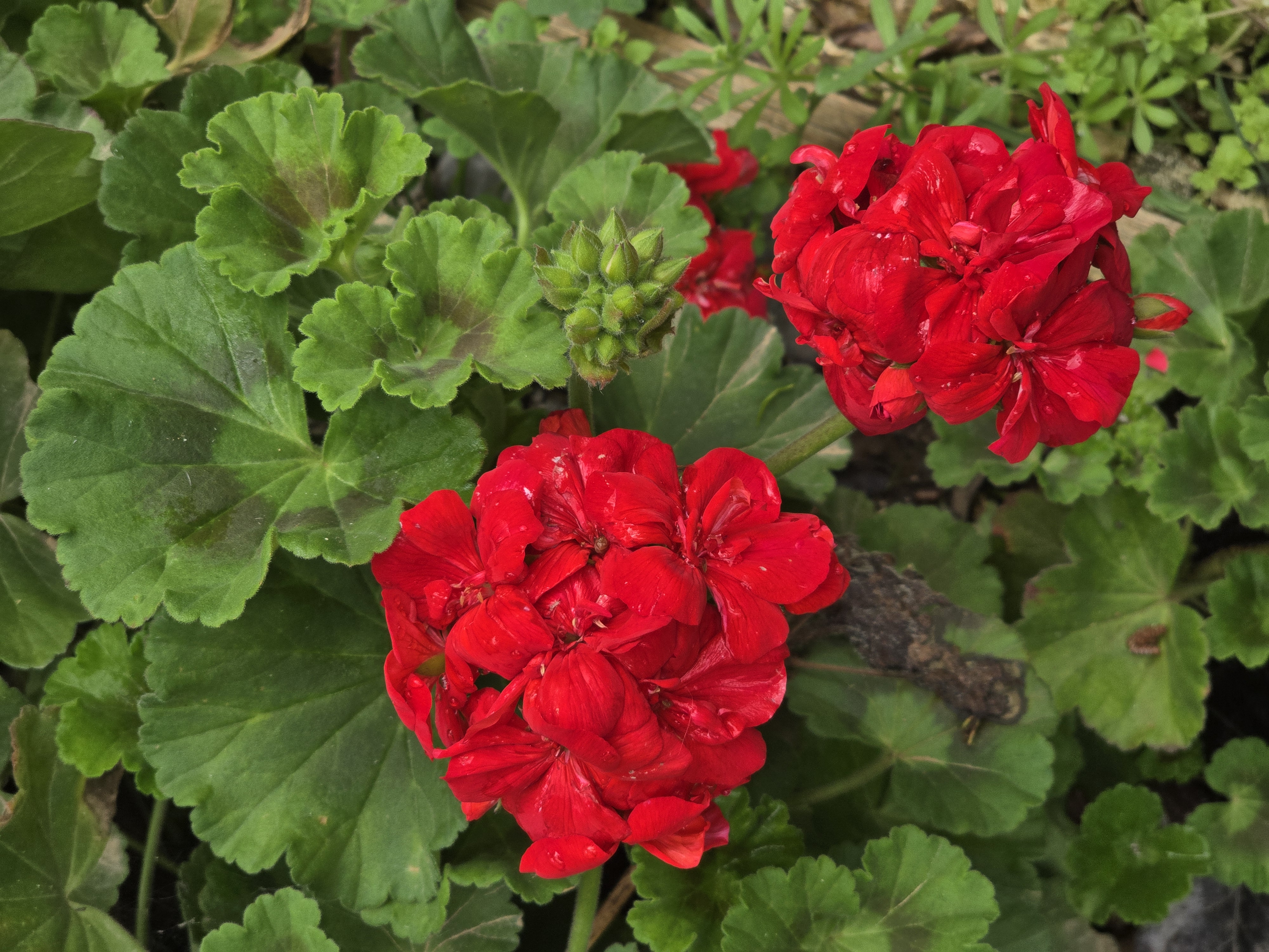 red geranium
